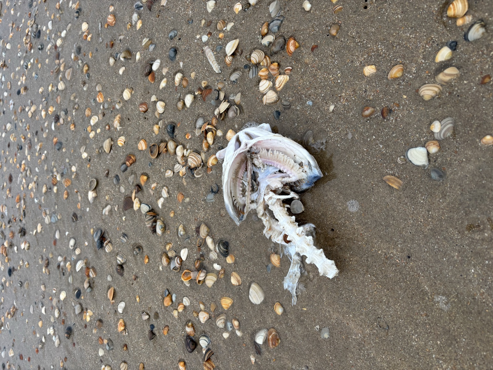 Aanspoelsel op het strand